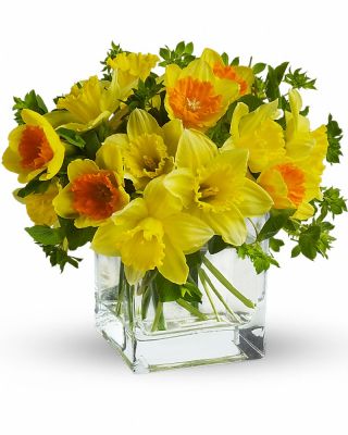 Daffodil Dreams 