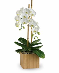 Opulent Orchids 
